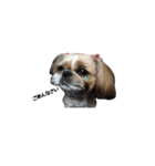 シーズー犬チョコ（個別スタンプ：23）