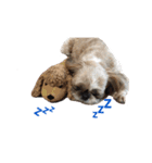 シーズー犬チョコ（個別スタンプ：24）