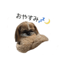 シーズー犬チョコ（個別スタンプ：25）