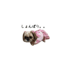 シーズー犬チョコ（個別スタンプ：31）