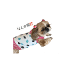 シーズー犬チョコ（個別スタンプ：32）