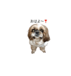 シーズー犬チョコ（個別スタンプ：33）