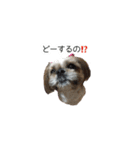 シーズー犬チョコ（個別スタンプ：34）