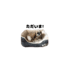 シーズー犬チョコ（個別スタンプ：35）