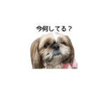 シーズー犬チョコ（個別スタンプ：36）