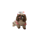 シーズー犬チョコ（個別スタンプ：37）