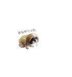 シーズー犬チョコ（個別スタンプ：38）