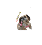 シーズー犬チョコ（個別スタンプ：39）