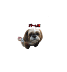 シーズー犬チョコ（個別スタンプ：40）