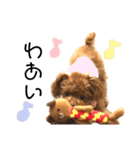 トイプードルのモモちゃん♪（個別スタンプ：22）