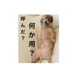 やまぱぴあしゅふーもか（個別スタンプ：5）