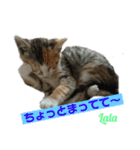 キキとララのスタンプ（個別スタンプ：6）