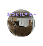 キキとララのスタンプ（個別スタンプ：10）