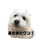 うちのワンコのつぶやき（個別スタンプ：1）