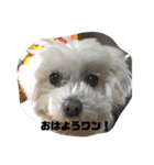 うちのワンコのつぶやき（個別スタンプ：2）