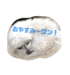 うちのワンコのつぶやき（個別スタンプ：10）