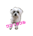 うちのワンコのつぶやき（個別スタンプ：11）