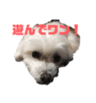 うちのワンコのつぶやき（個別スタンプ：16）
