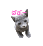うちの猫ぱにお3（個別スタンプ：7）