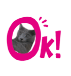 うちの猫ぱにお3（個別スタンプ：8）