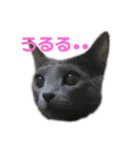 うちの猫ぱにお3（個別スタンプ：10）