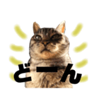 猫たちの日常会話01（個別スタンプ：1）