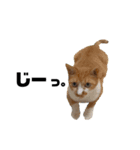 猫たちの日常会話01（個別スタンプ：2）