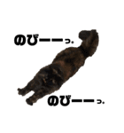 猫たちの日常会話01（個別スタンプ：8）