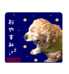 Kinako Stamp-（個別スタンプ：7）