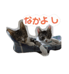 れお・モカ猫スタンプ1（個別スタンプ：25）