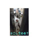 れお・モカ猫スタンプ1（個別スタンプ：26）
