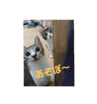 れお・モカ猫スタンプ1（個別スタンプ：27）