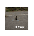 れお・モカ猫スタンプ1（個別スタンプ：34）