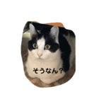 のぶさん1（個別スタンプ：6）