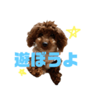 ピノちゃんスタンプ①（個別スタンプ：2）