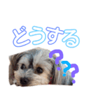 わんころです（個別スタンプ：2）