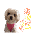 わんころです（個別スタンプ：4）