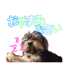 わんころです（個別スタンプ：9）