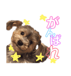 わんころです（個別スタンプ：15）