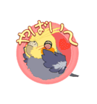 セキセイインコ・オカメインコスタンプ（個別スタンプ：14）