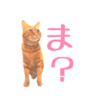 ツンデレきーくん（個別スタンプ：4）