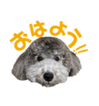 今日のSunny（個別スタンプ：33）