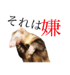 男前フェレット（個別スタンプ：3）
