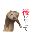男前フェレット（個別スタンプ：5）