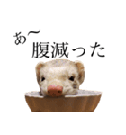 男前フェレット（個別スタンプ：7）