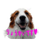 可愛いコイケル（個別スタンプ：1）
