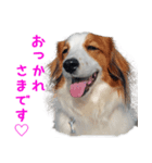 可愛いコイケル（個別スタンプ：3）