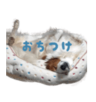 可愛いコイケル（個別スタンプ：4）