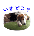可愛いコイケル（個別スタンプ：5）