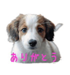 可愛いコイケル（個別スタンプ：7）